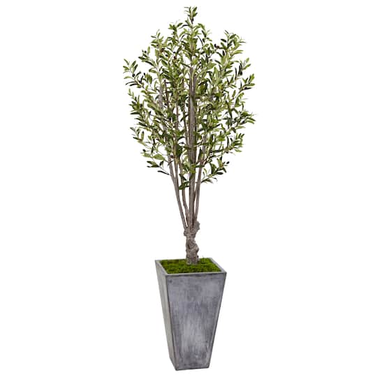 6ft. Olive Tree in Stone Planter